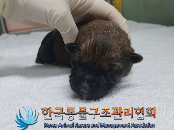 한국동물구조관리협회_441409202301668